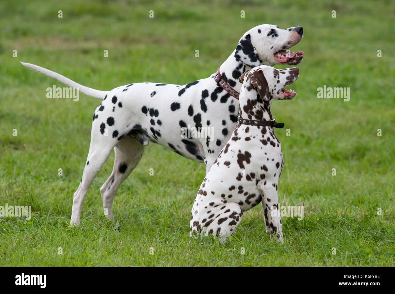 Cane dalmata, Regno Unito, nel giardino, giocare al di fuori, Black & White Spot, coppia insieme, adulti & cucciolo Foto Stock