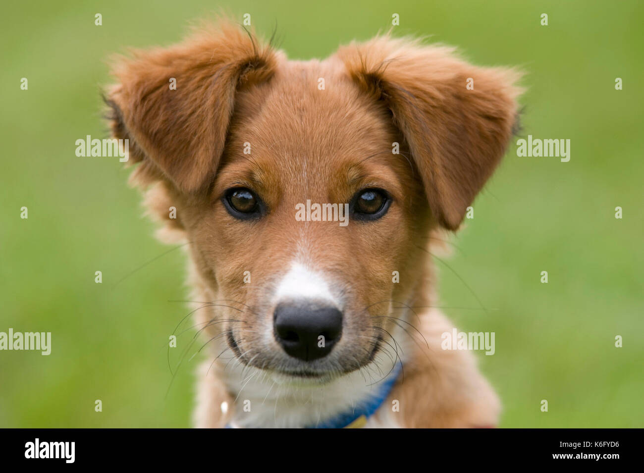 Collie incroci cane cucciolo, UK, tan colore, volto ritratto, carino Foto Stock