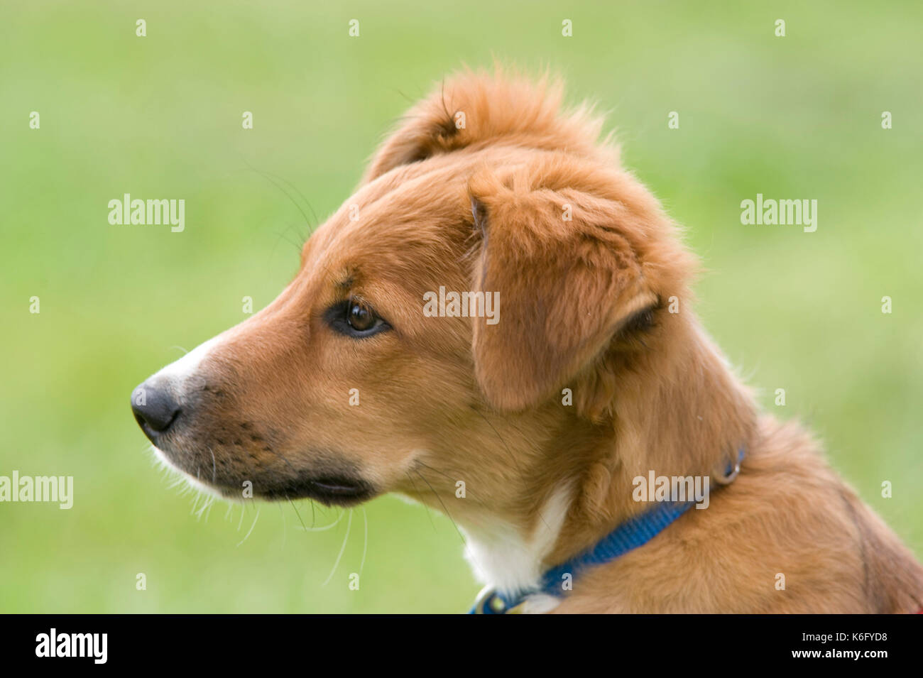 Collie incroci cane cucciolo, UK, tan colore, volto ritratto, carino Foto Stock