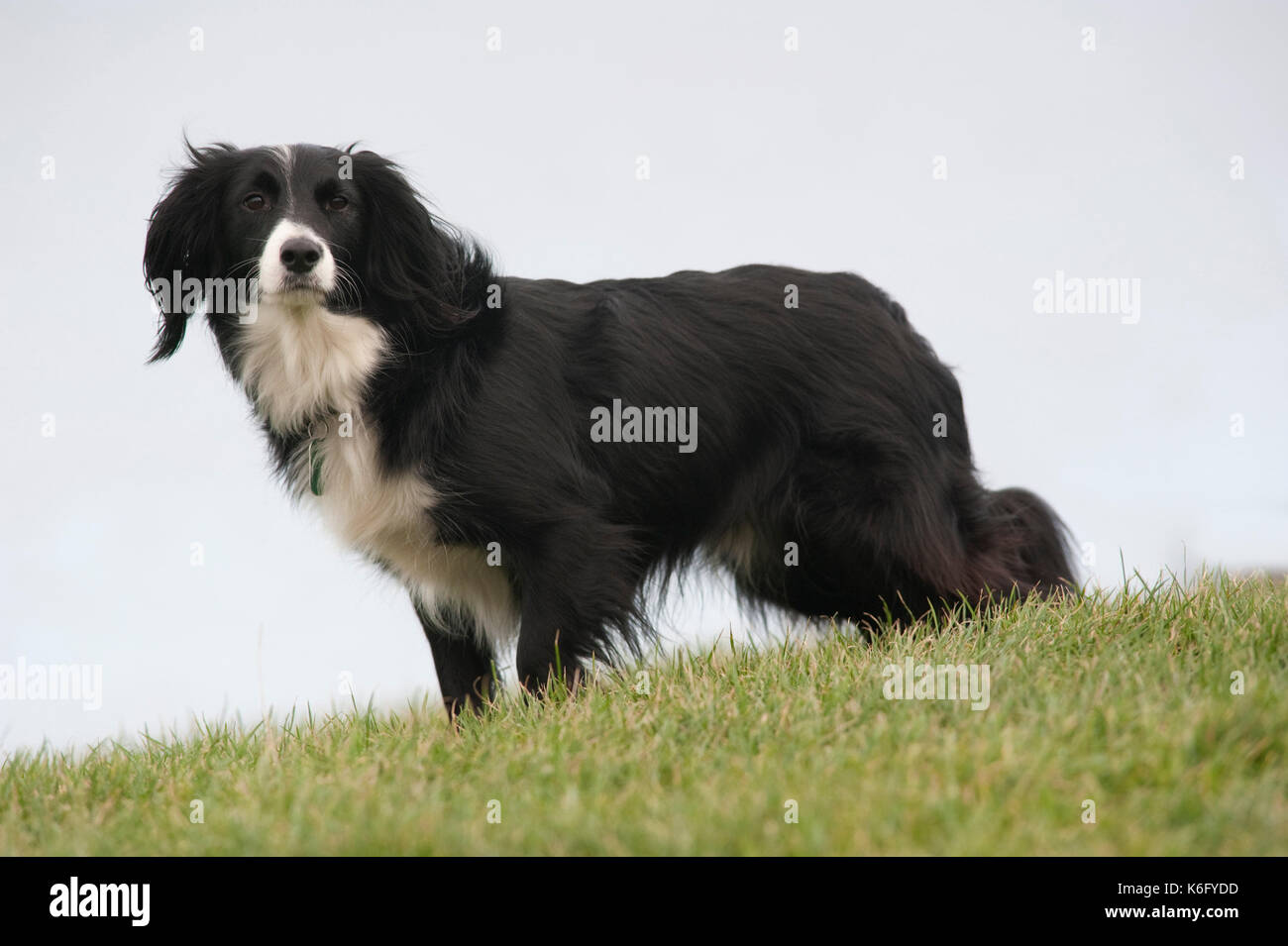 Collie incroci cane, UK, bianco e nero, in piedi in giardino Foto Stock