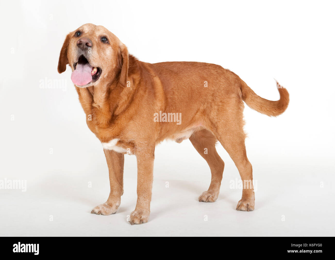 Il labrador cane, in studio, in piedi, UK, cercando alert Foto Stock