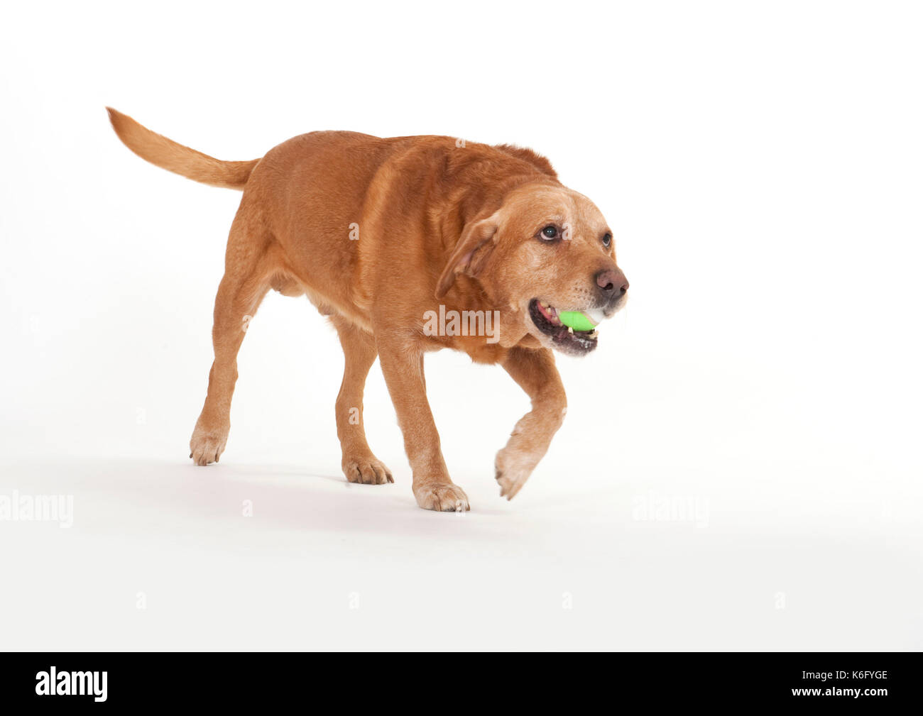 Il labrador cane, in studio uk, passeggiate, trottare, cercando avviso con palla in bocca Foto Stock