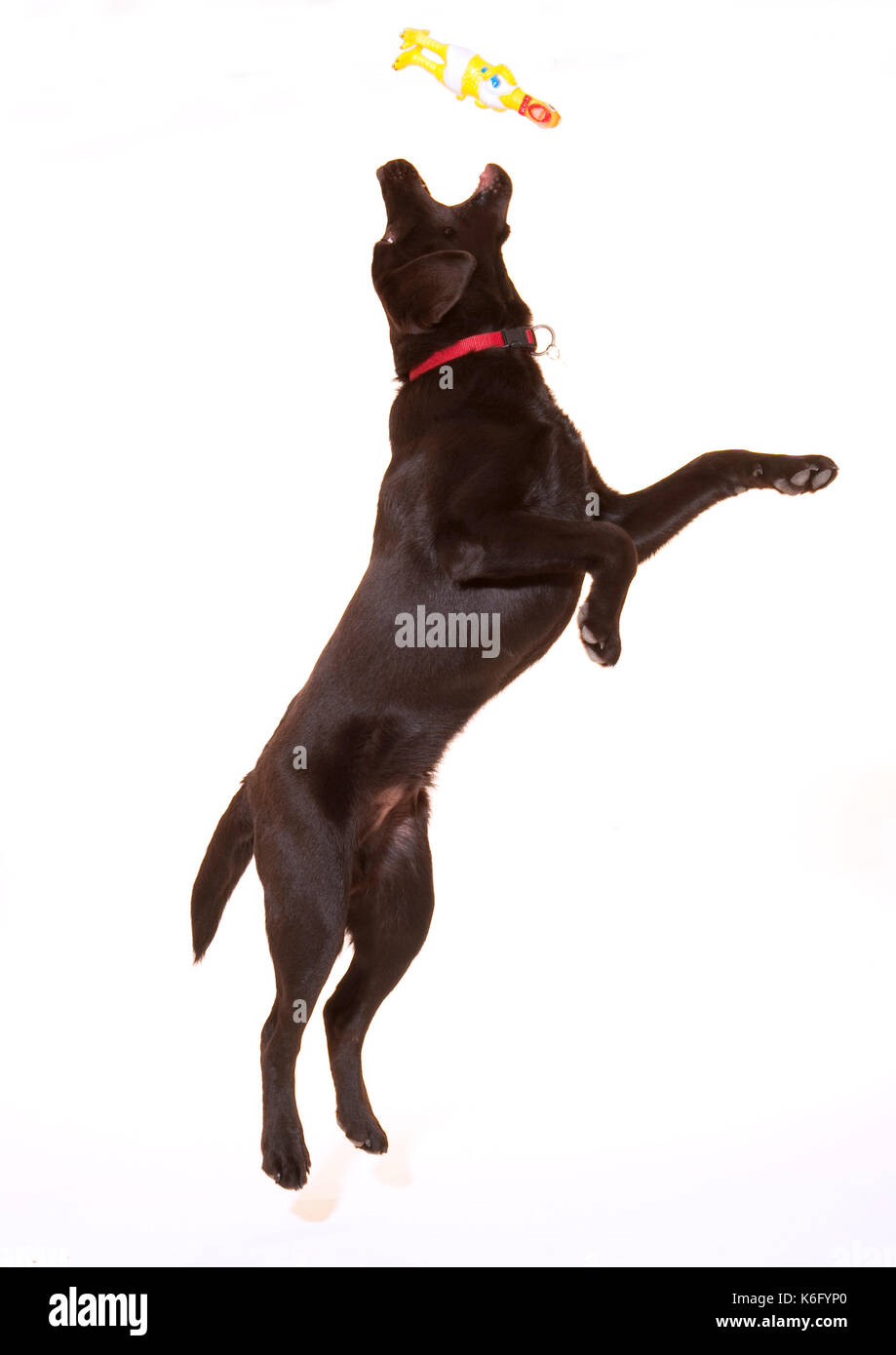 6 mese fa labrador cane, in studio, UK, cioccolato di colore marrone, il salto la cattura del giocattolo, riproduzione Foto Stock