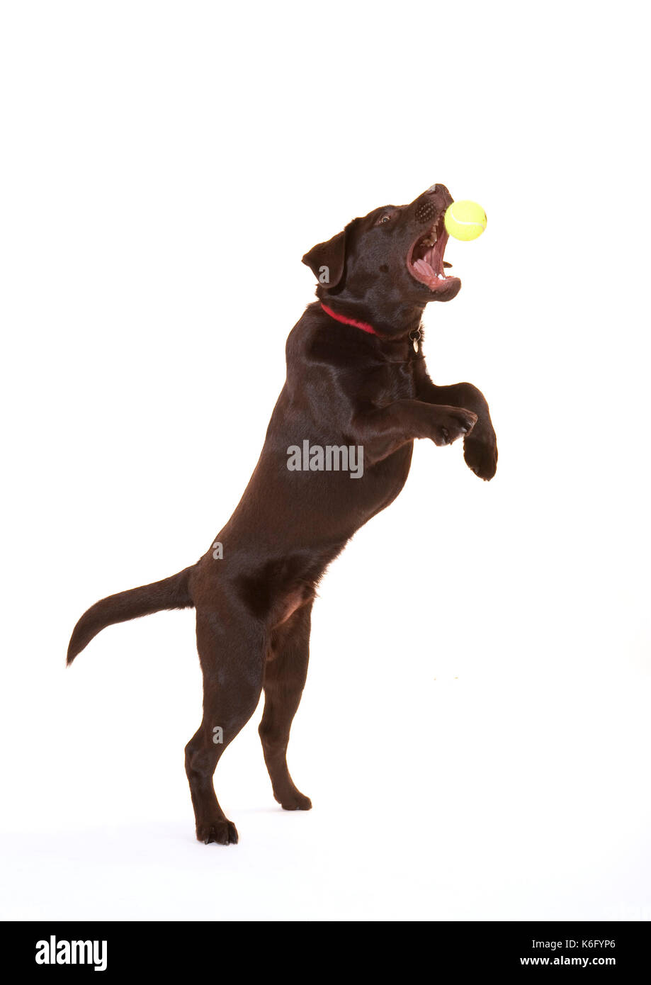 6 mese fa labrador cane, in studio, UK, cioccolato di colore marrone, il salto la cattura di palla, riproduzione Foto Stock