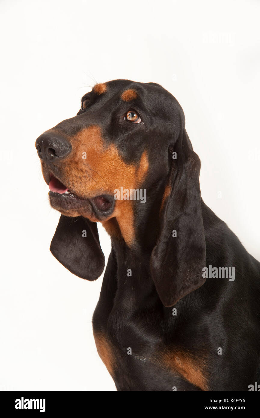 Black & tan coonhound cane, testa studio, studio, sfondo bianco Foto Stock