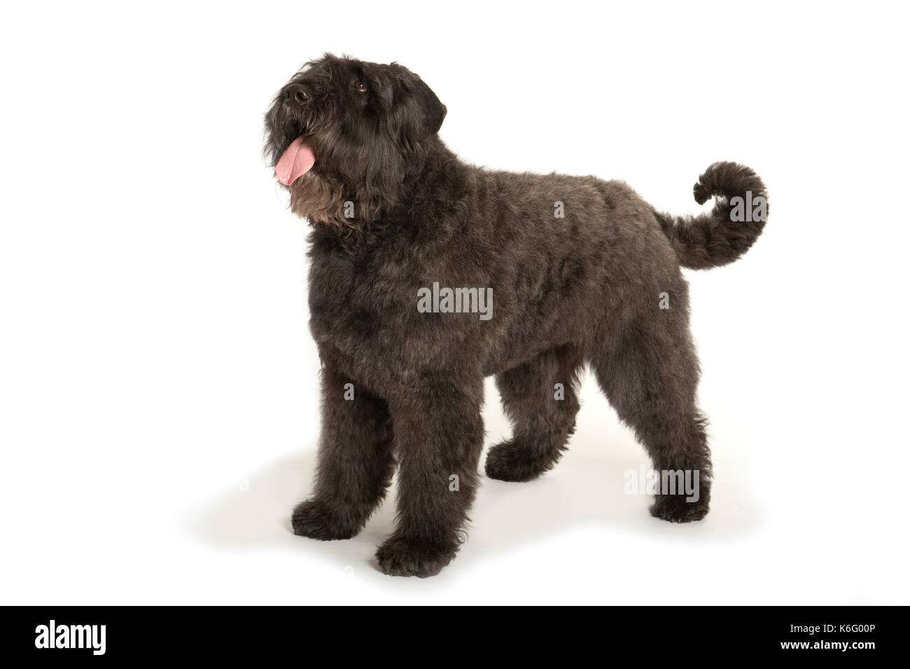 Bouvier des Fiandre cane, in piedi, studio, sfondo bianco Foto Stock
