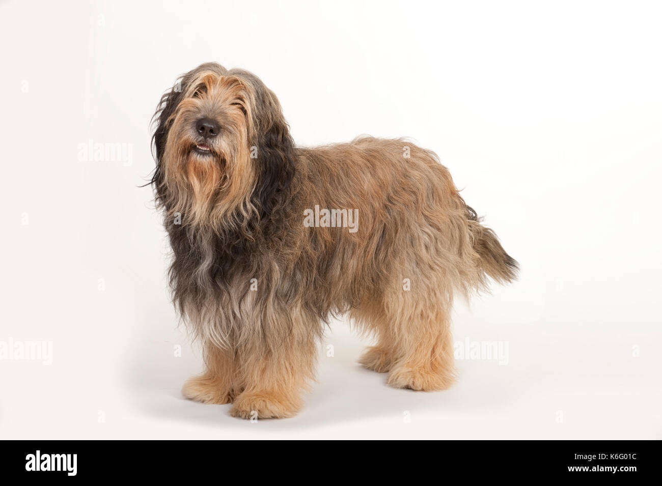 Sheepdog catalano, maschio, in piedi, studio, sfondo bianco Foto Stock