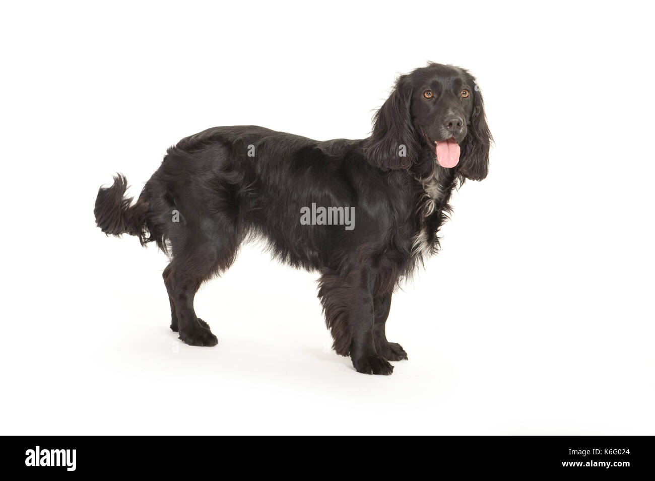 Cocker Spaniel, nero, in piedi, studio, sfondo bianco Foto Stock