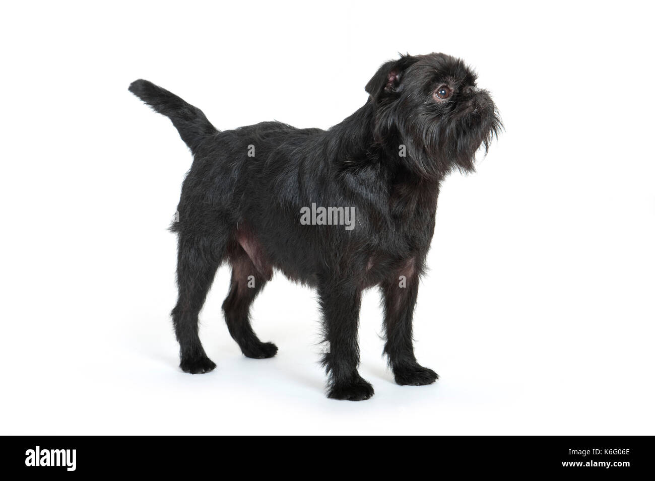 Griffon bruxellois cane, in piedi, studio, sfondo bianco Foto Stock