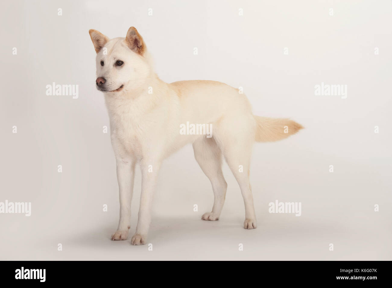 Il coreano Jindo cane, in piedi, studio, sfondo bianco Foto Stock