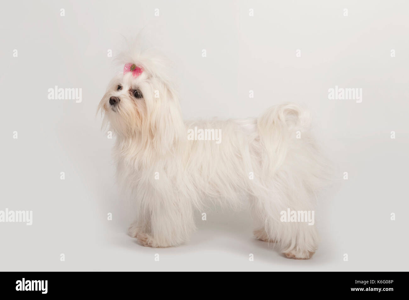 Cane maltese, in piedi, studio, sfondo bianco Foto Stock