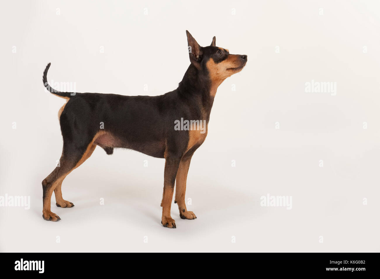 Miniature pinscher cane, in piedi, studio, sfondo bianco Foto Stock