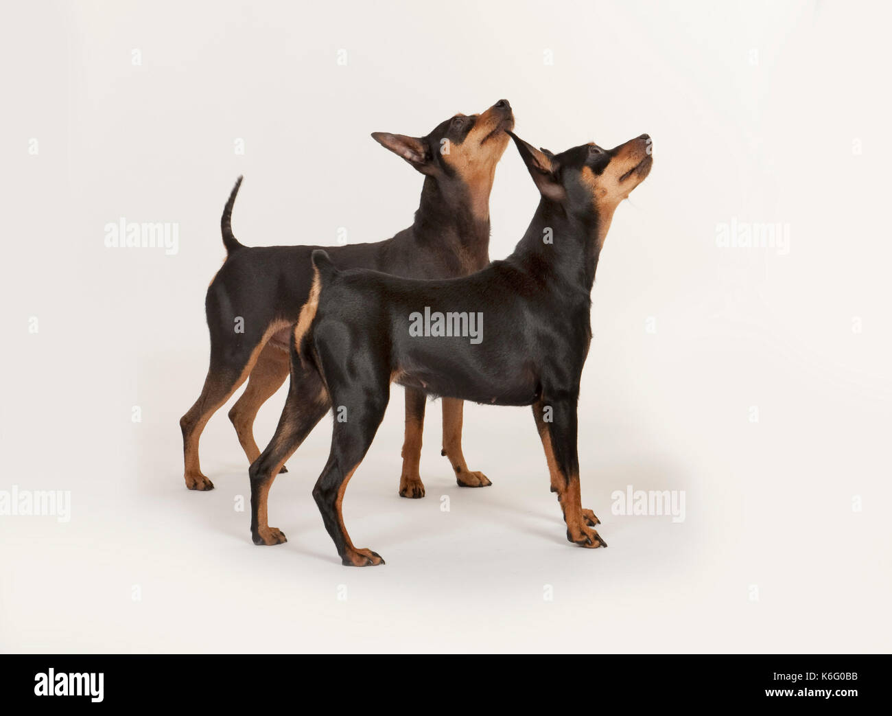 Coppia di Miniature pinscher cane, in piedi, studio, sfondo bianco Foto Stock