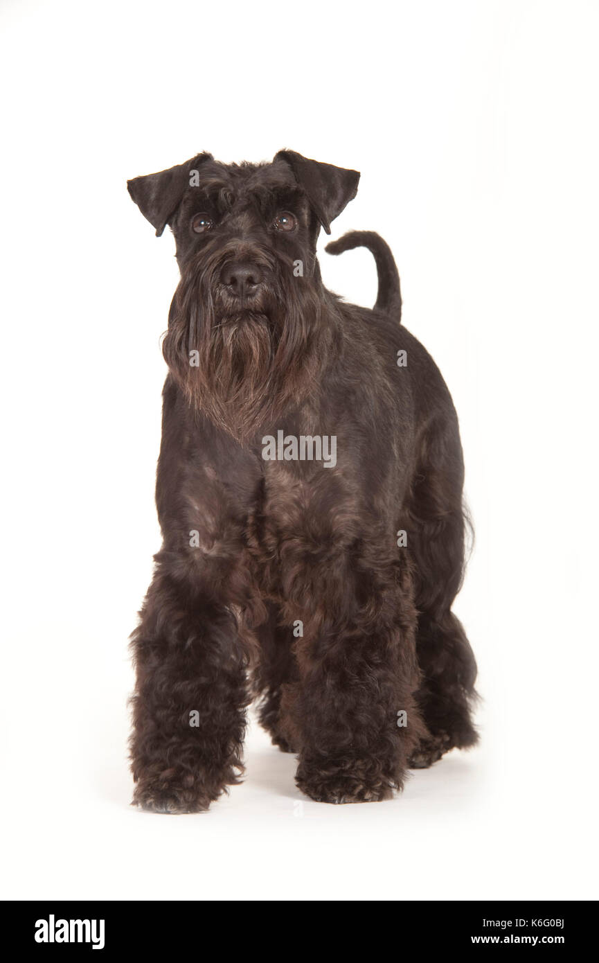 Miniatura schnauzer, cane nero, in piedi, studio, sfondo bianco Foto Stock