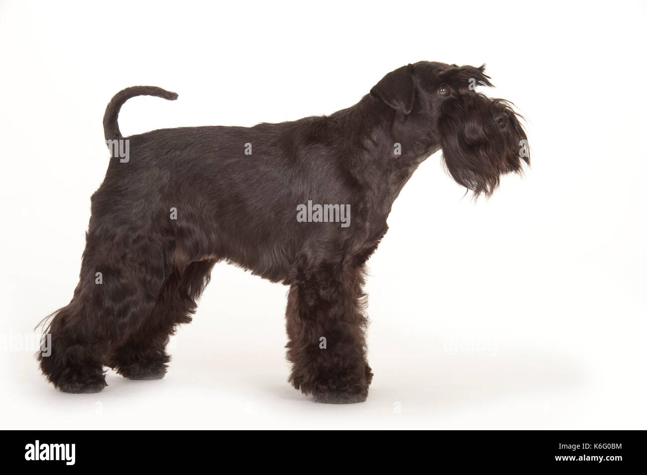 Miniatura schnauzer, cane nero, in piedi, studio, sfondo bianco Foto Stock