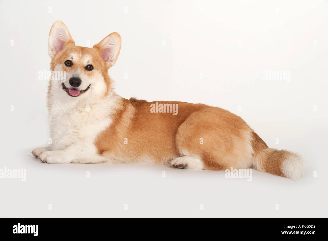 Gallese (pembroke) corgi cane, che stabilisce, studio, sfondo bianco Foto Stock