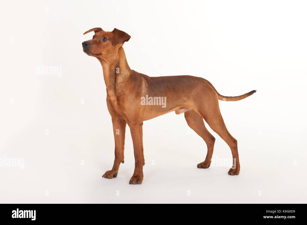 Pinscher cane, in piedi, studio, sfondo bianco Foto Stock