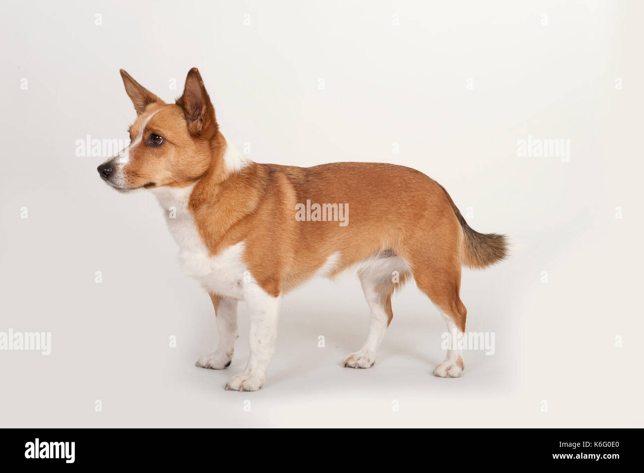 Podengo portoghese cane, in piedi, studio, sfondo bianco Foto Stock