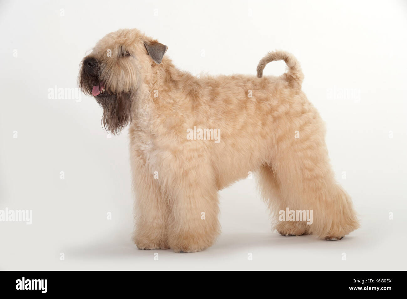 Soft wheaten rivestito di cane, in piedi, studio, sfondo bianco Foto Stock