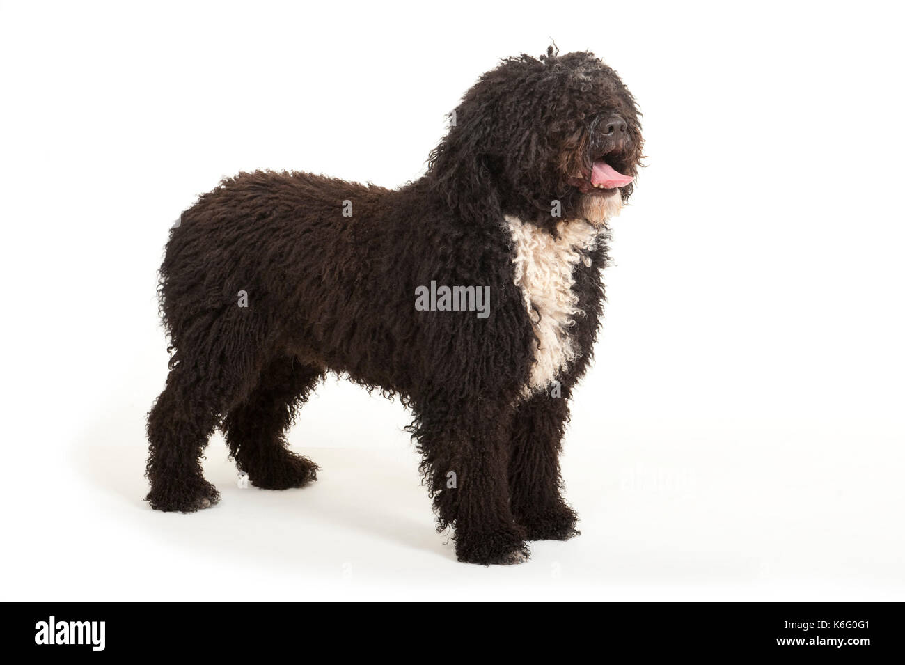 Lo spagnolo cane di acqua, in piedi, studio, sfondo bianco Foto Stock