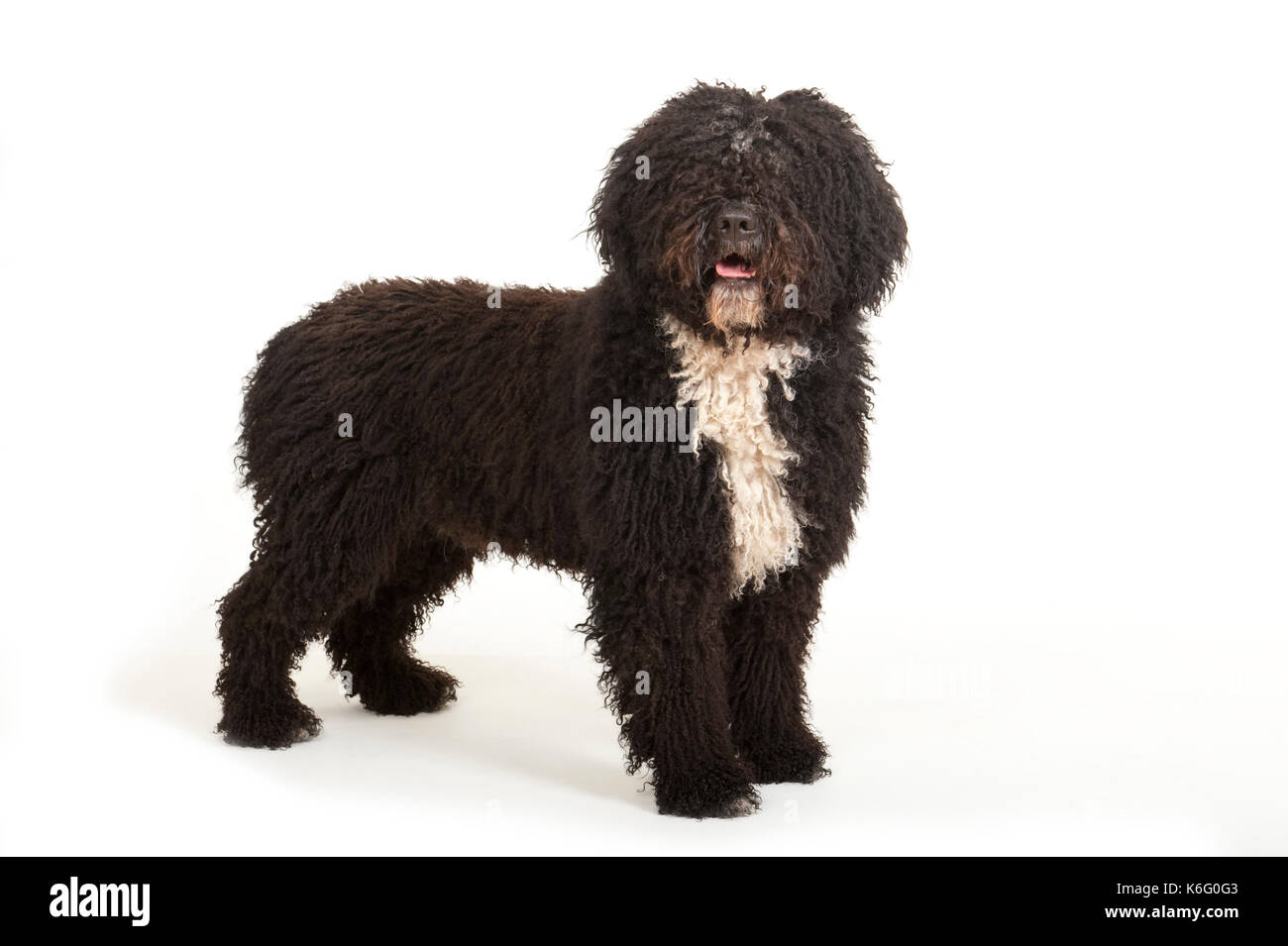 Lo spagnolo cane di acqua, in piedi, studio, sfondo bianco Foto Stock