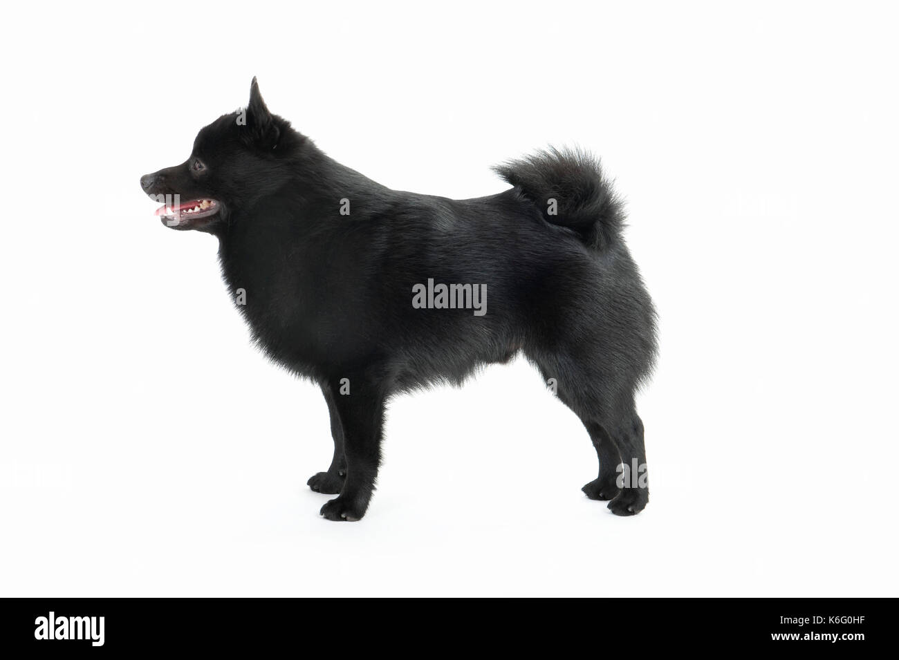 Schipperke cane, in piedi, studio, sfondo bianco Foto Stock