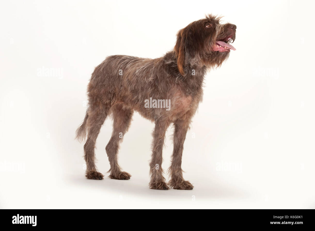 Puntamento wirehaired griffon cane, in piedi, studio, sfondo bianco Foto Stock