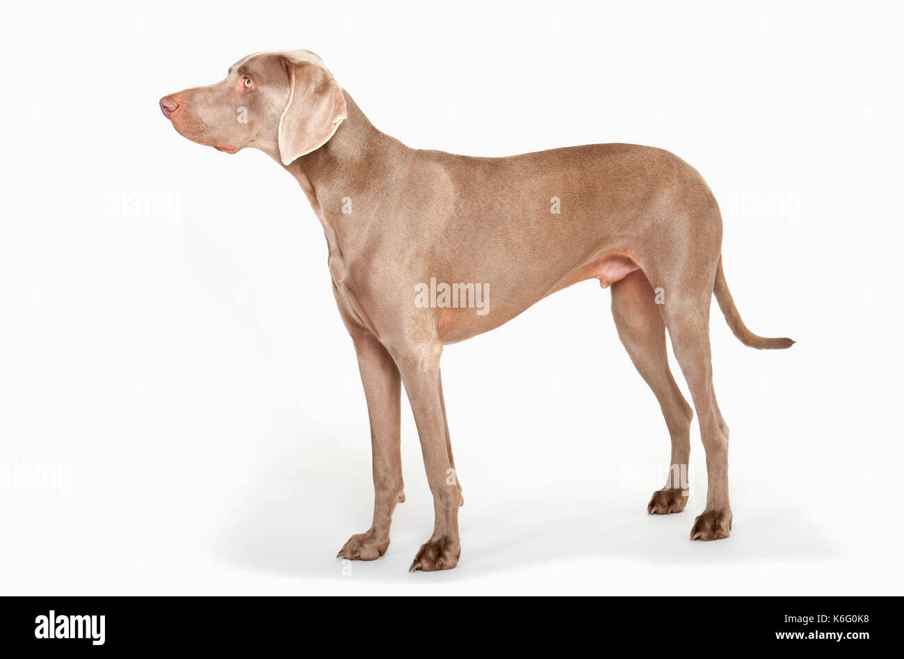 Cani weimaraner, in piedi, studio, sfondo bianco Foto Stock