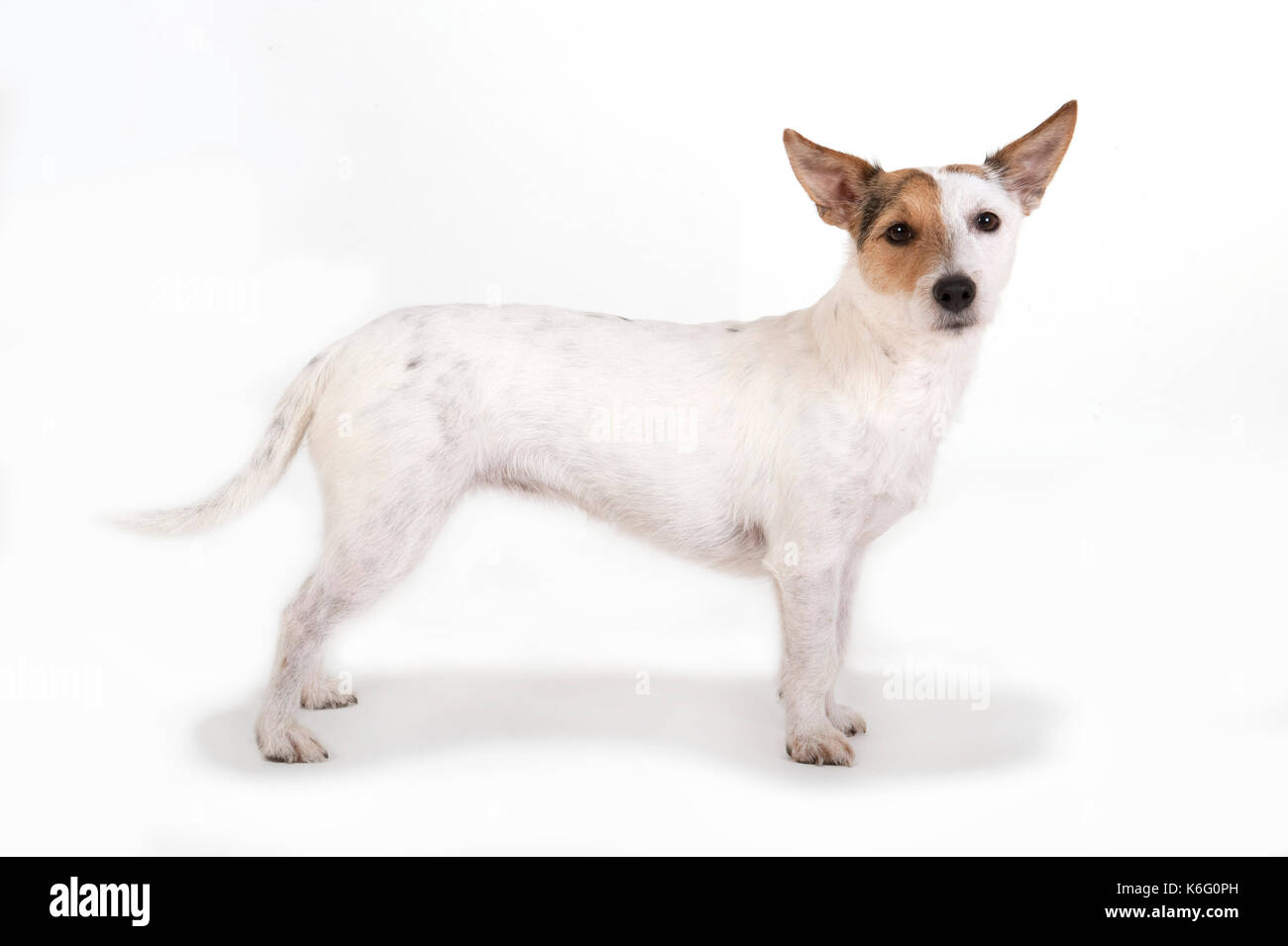 Jack Russell cane, in piedi, studio, sfondo bianco Foto Stock