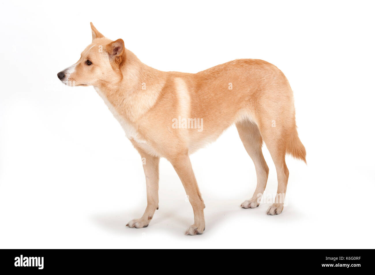 Canaan dog, in piedi, studio, sfondo bianco Foto Stock