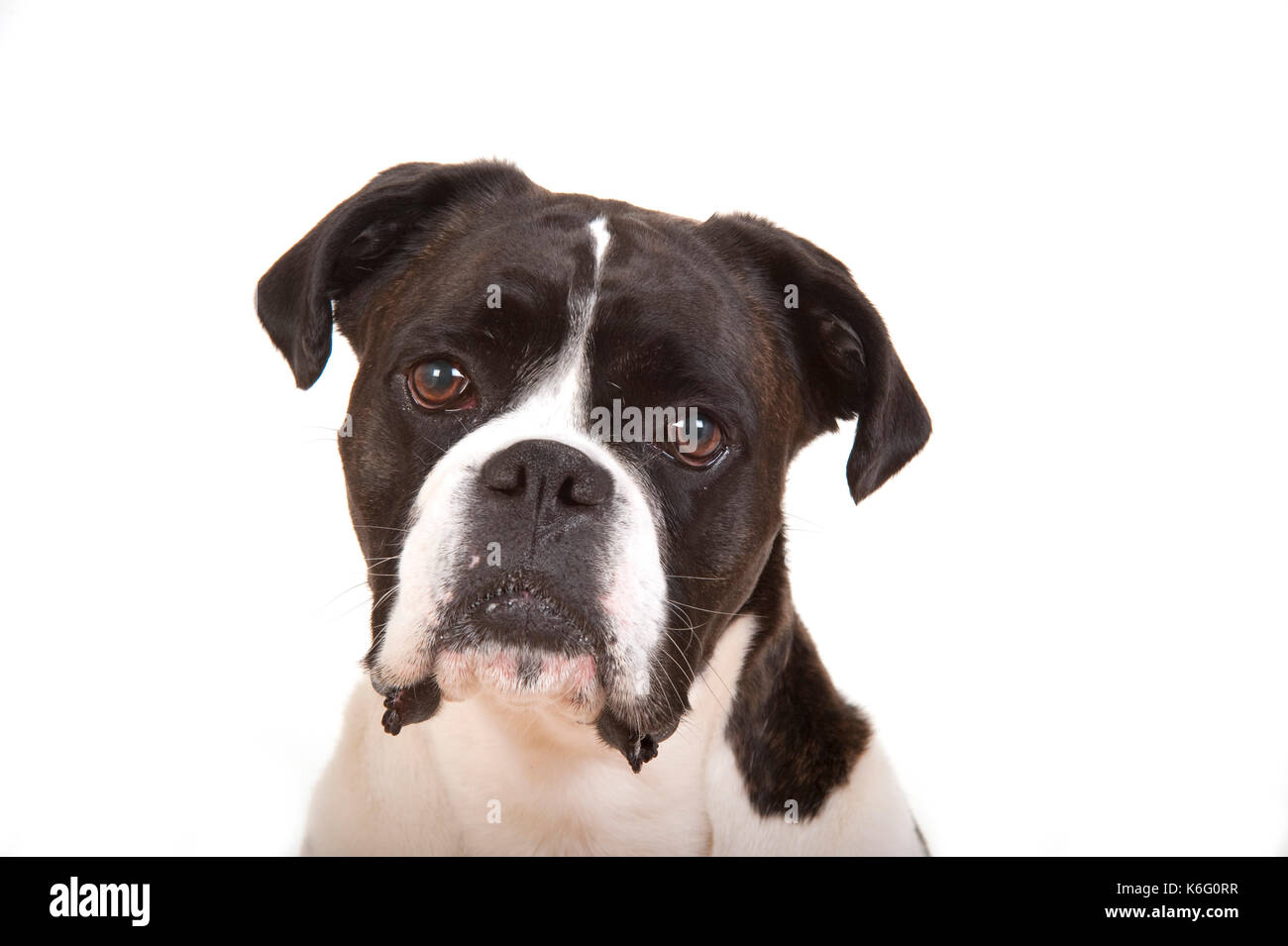 Cane boxer, ritratto, testa studio, studio, sfondo bianco Foto Stock