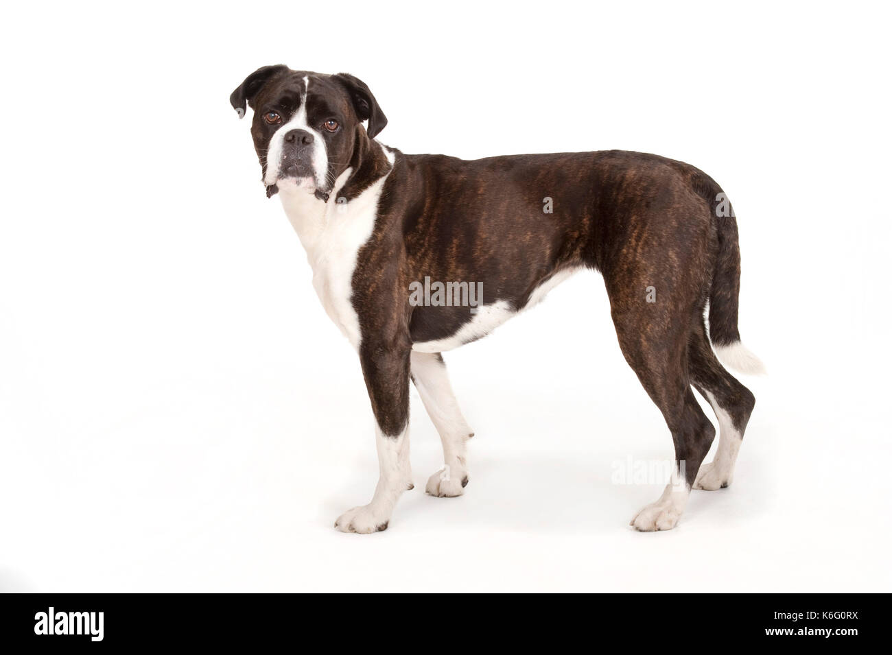 Cane boxer, in piedi, studio, sfondo bianco Foto Stock