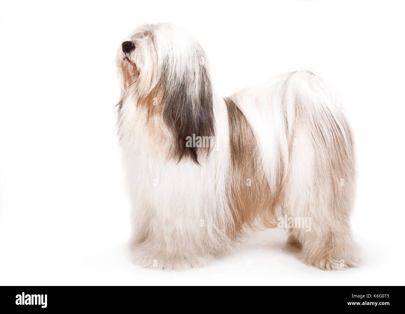 Tibetian terrier cane, in piedi, studio, sfondo bianco Foto Stock