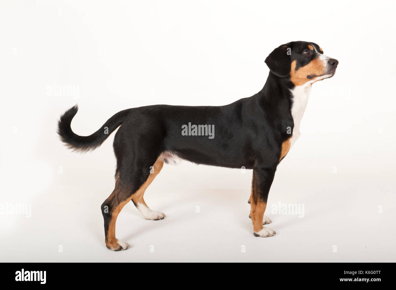 Cane entlebucher, in piedi, studio, sfondo bianco Foto Stock