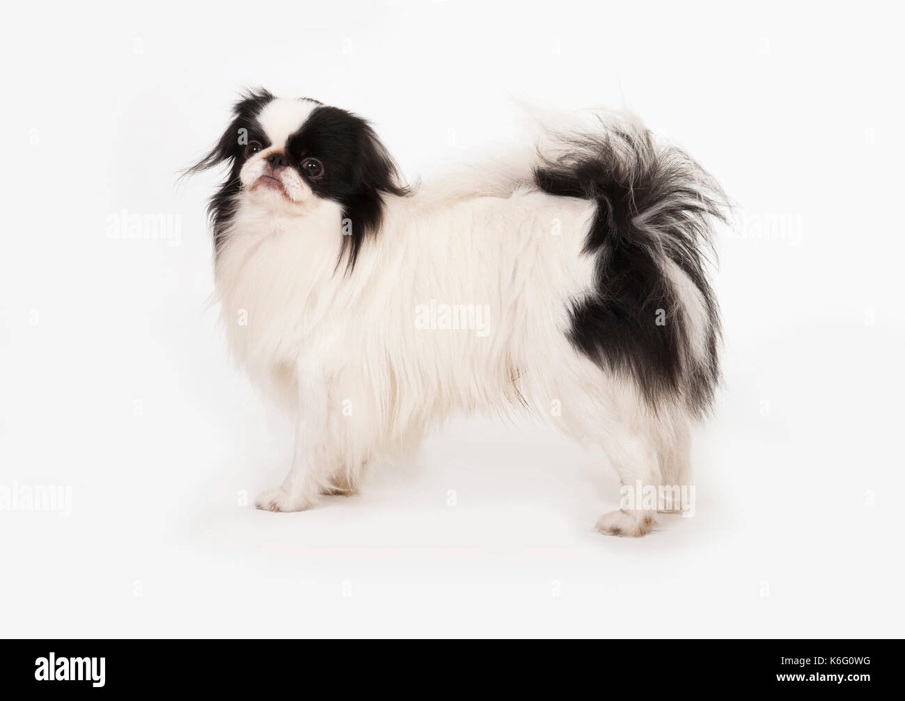 Giapponese cane mento, in piedi, studio, sfondo bianco Foto Stock