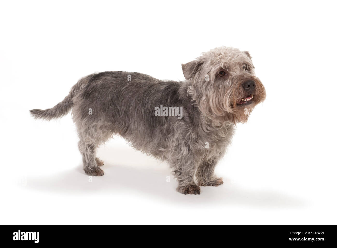 Glen of imaal terrier cane, in piedi, studio, sfondo bianco Foto Stock