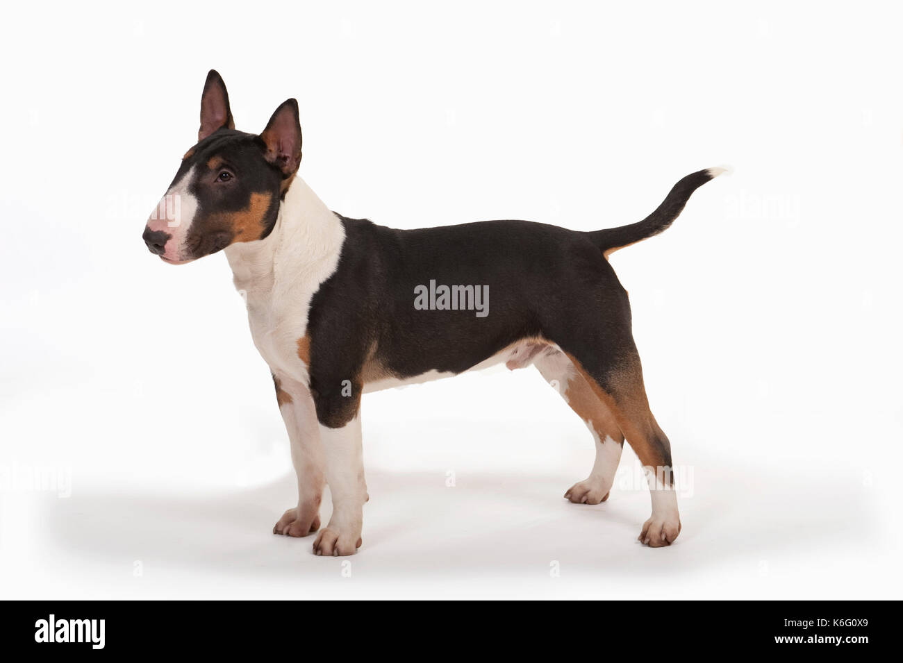Miniatura bull terrier cane, in piedi, studio, sfondo bianco Foto Stock