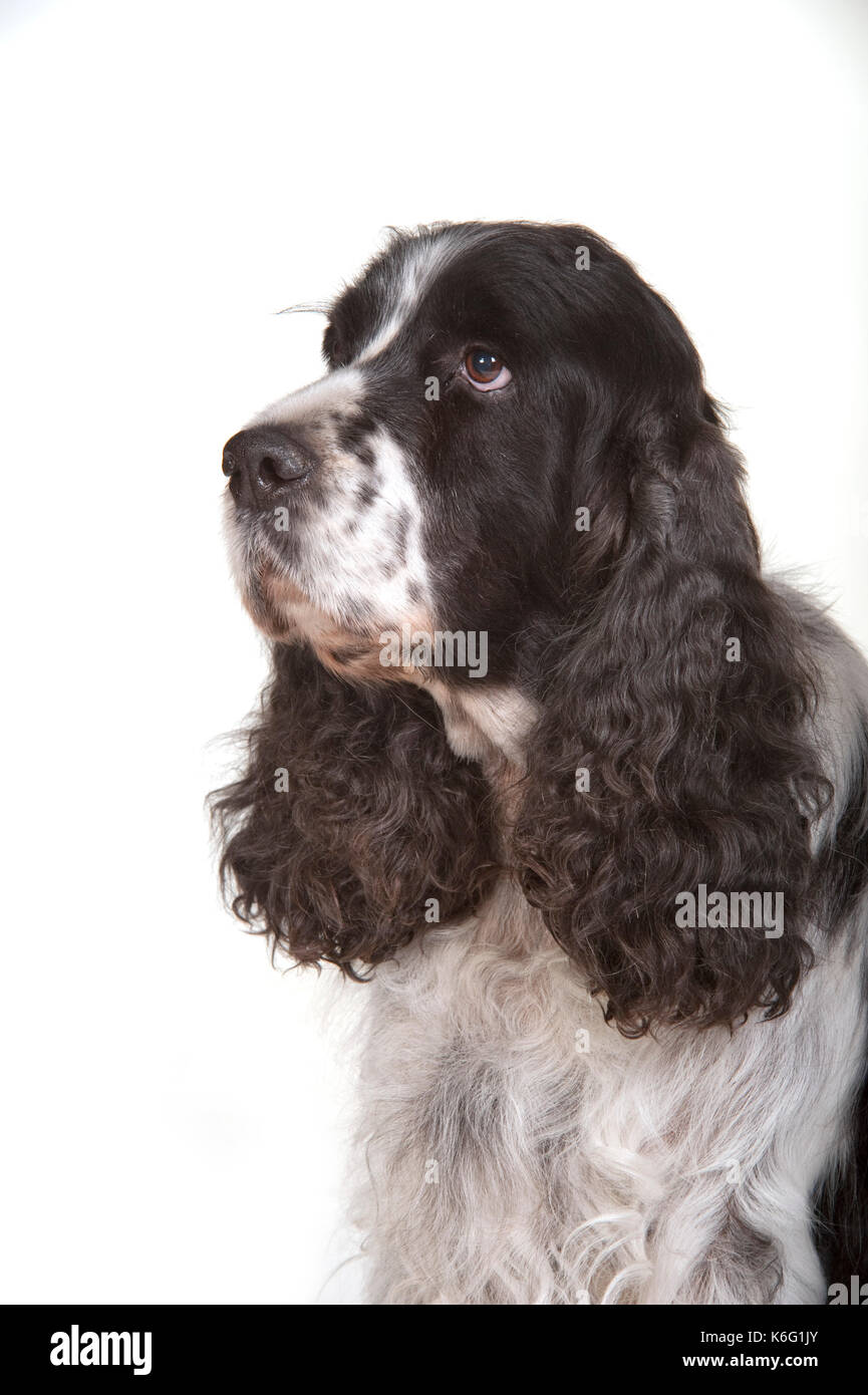 Springer spaniel, testa studio, studio, sfondo bianco Foto Stock