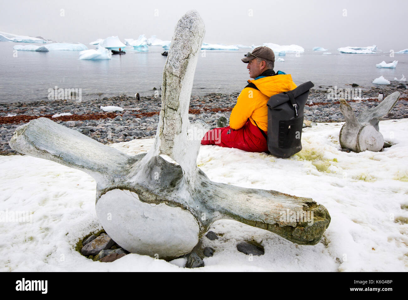 Uomo seduto vicino a vertebre di balena, Curverville Isola, Antartide Foto Stock