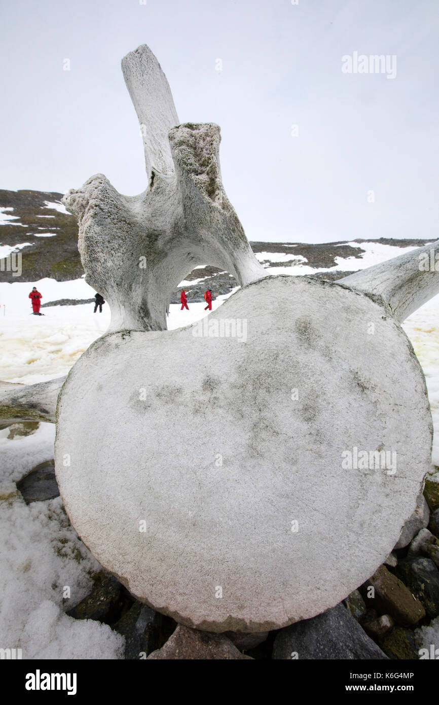 Vertebre di balena, Curverville Isola, Antartide Foto Stock