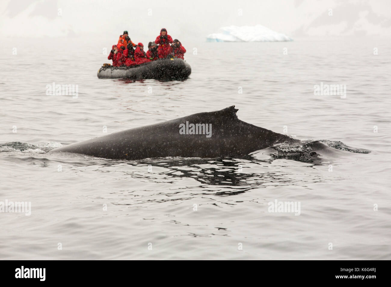 Humpback Whale (Megaptera novaeangliae) e gli uomini su zattera gonfiabile durante la spedizione, Wilhelmina Bay, Antartide Foto Stock