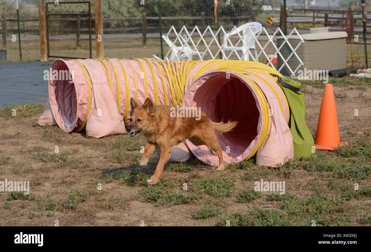 Brown razza cane wxitign pin tunnel sul cane corso afility Foto Stock