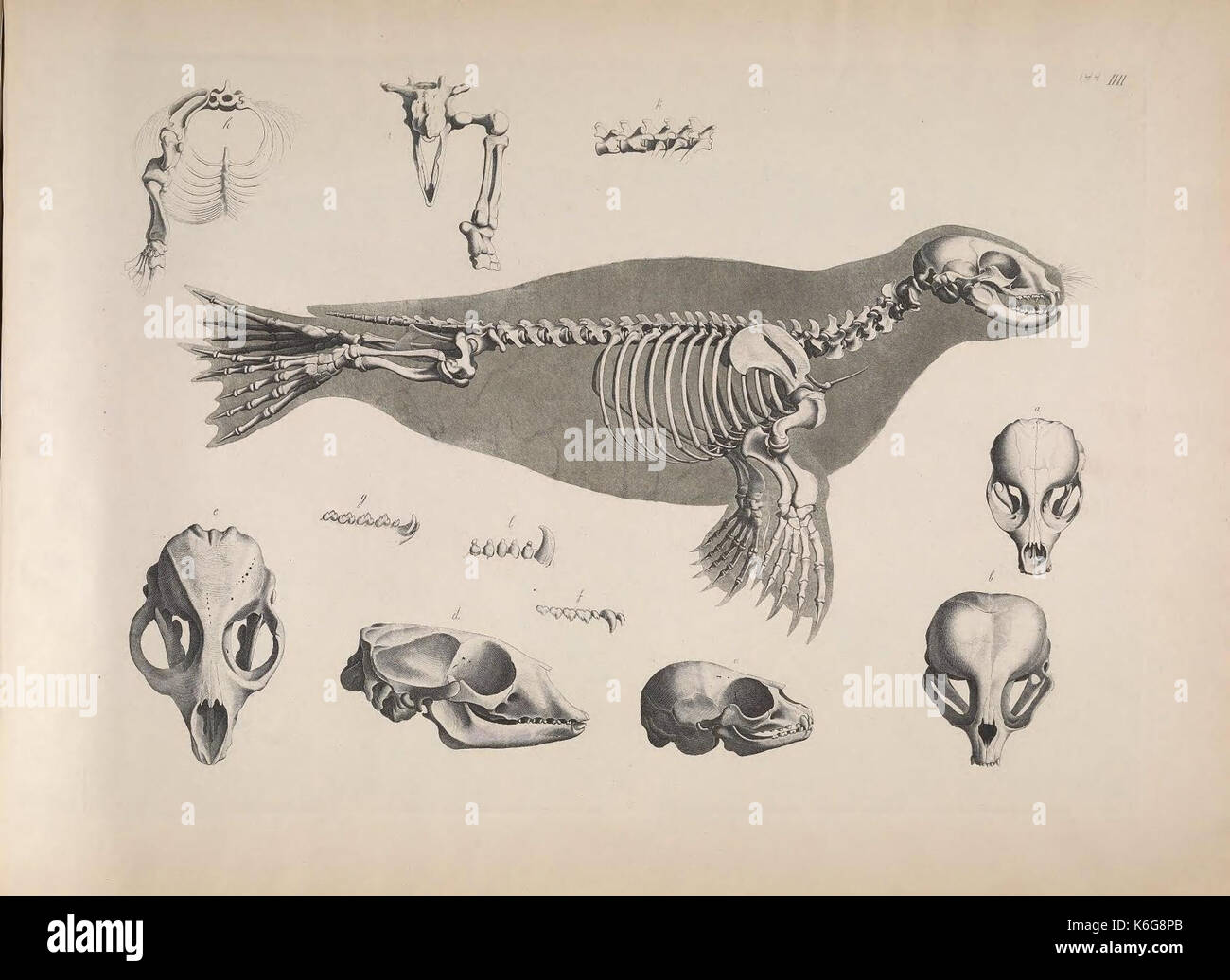 Questo studio anatomico "Die vergleichende Osteologie" (osteologia comparata) fornisce illustrazioni e analisi dettagliate delle strutture scheletriche, contribuendo al campo dell'anatomia comparata e della biologia evolutiva. Foto Stock