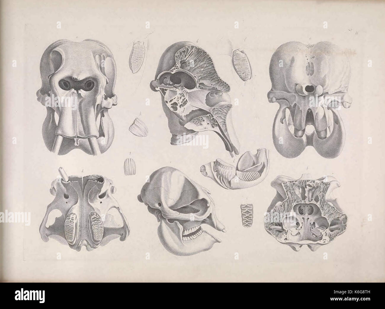 Die vergleichende Osteologie (Pl. II) (7690850866) Foto Stock
