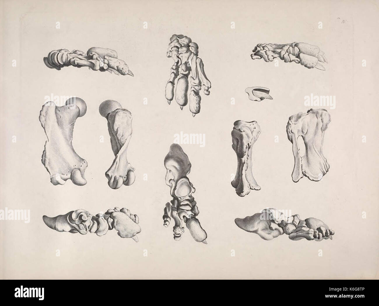 Die vergleichende Osteologie (Pl. IV) (7690848292) Foto Stock