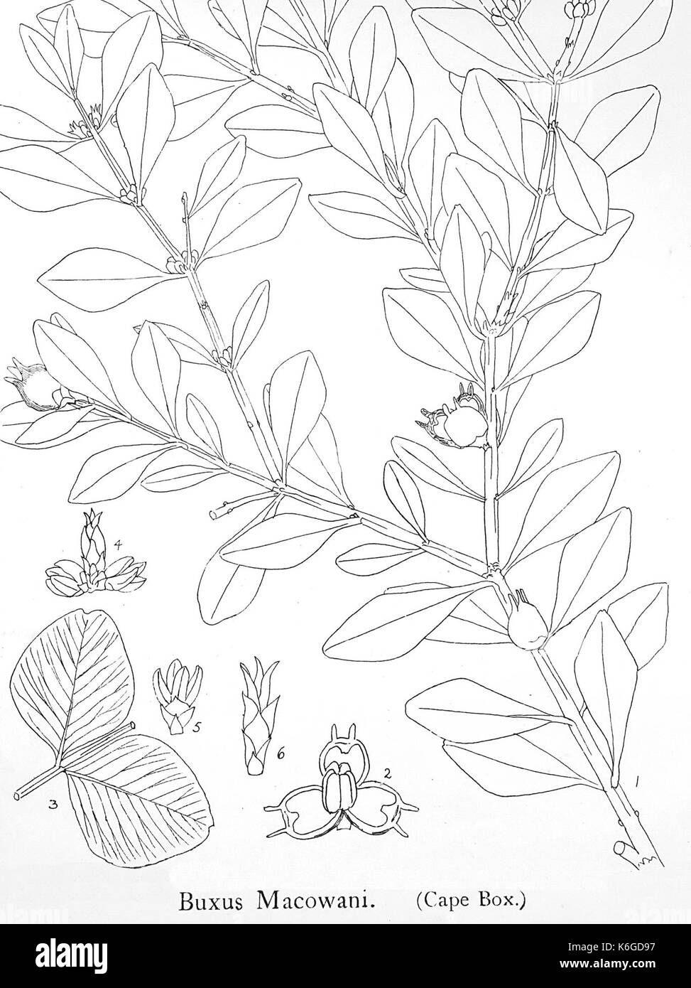 Buxus macowanii05 Foto Stock