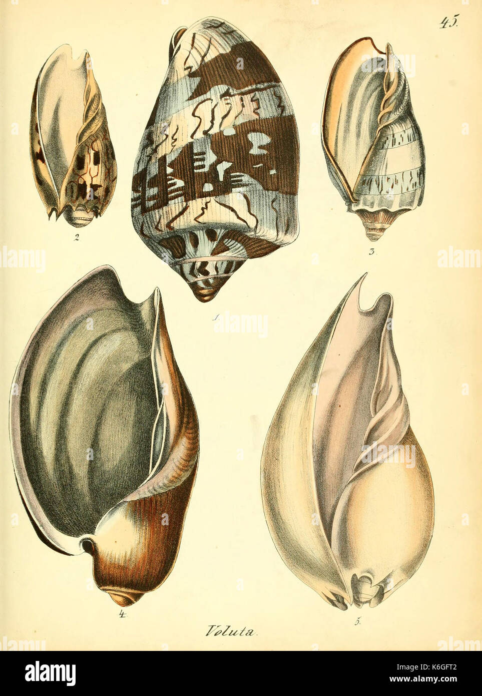 Conchylienbuch, oder Allgemeine und besondere Naturgeschichte der Muscheln und Schnecken (Pl. 45) (6028538495) Foto Stock