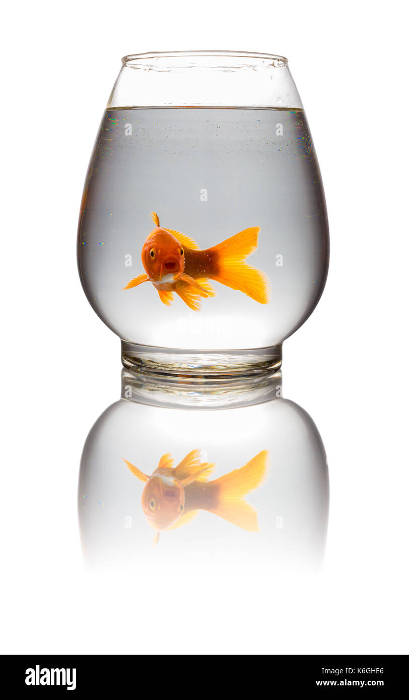 Red carpe koi guardando la fotocamera in un serbatoio in vetro su bianco con tracciato di ritaglio Foto Stock