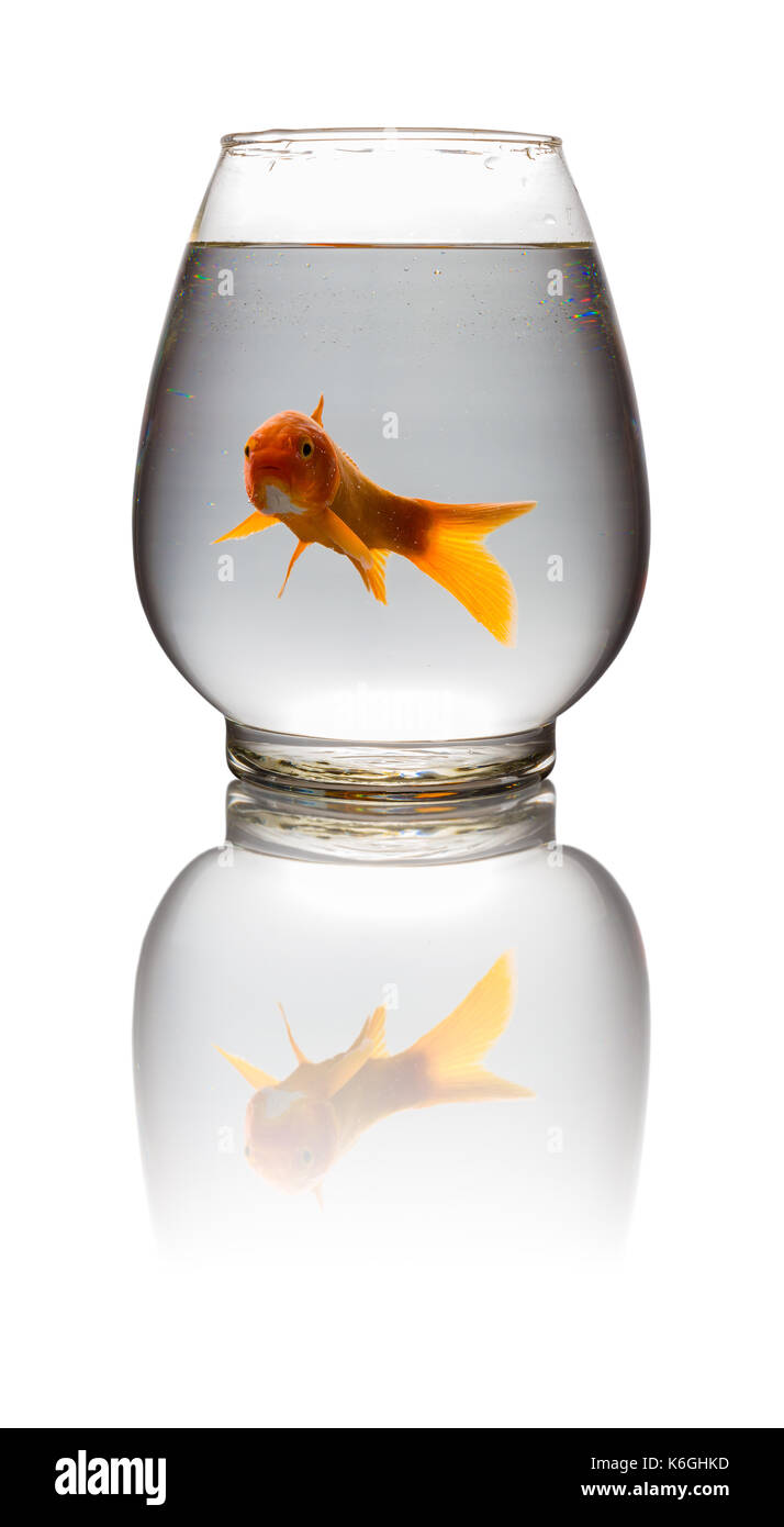 Red carpe koi guardando la fotocamera in un serbatoio in vetro su bianco con tracciato di ritaglio Foto Stock