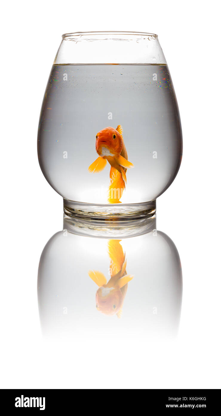 Red carpe koi guardando la fotocamera in un serbatoio in vetro su bianco con tracciato di ritaglio Foto Stock